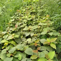 نهال کیوی|خدمات باغبانی و درختکاری|شیرود, |دیوار