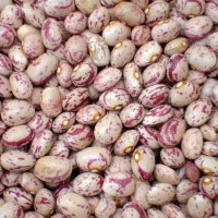 لوبیا چیتی تازه فروش کلی