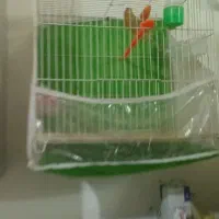 قناری شتری  ماده اماده اماده|پرنده|مشهد, کشف|دیوار