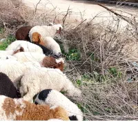 بازدید حمیدیه|حیوانات مزرعه|حمیدیه, |دیوار