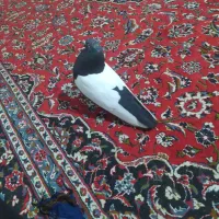 باسلام نر سینه سیاه دستی دنبال موتور ماشین پاک پاک|پرنده|کرمان, |دیوار