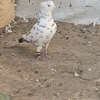 یک جفت کفتر خال قدیم ذات دار پرشی|پرنده|ساوه, |دیوار