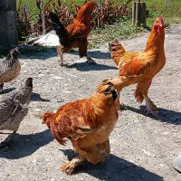 تخم مرغ محلی