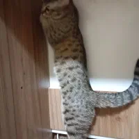 گربه گمشده|حیوانات|گنبد کاووس, |دیوار