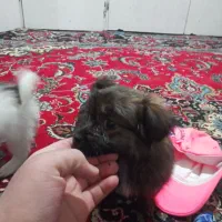 سگ ک|سگ|چهارباغ, |دیوار