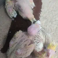 کوتوله عروس هلندی گرینچیک جفت مود