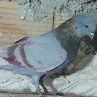 کبوتر .کفتر