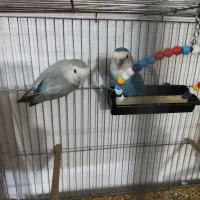 فروش یه جفت کوتوله برزیلی خوش رنگ