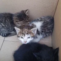 سه عدد بچه گربه یکجا وباهم واگذار می گردد
