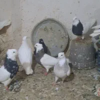 پنج جفت طوقی عطیقه