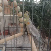 عروس هلندی مولد با شناسنامه نژاد اصیل