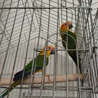 یک جفت طوطی خورشیدی نر رام پرورش خانگی|پرنده|بهارستان, |دیوار