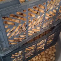 بادام سنگی ضد سرطان