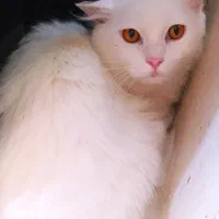 گربه پرشین عروسکی
