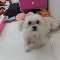 سگ شیتزو باهوش و بازیگوش