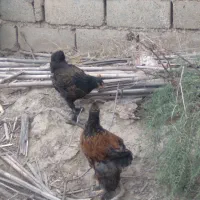 نیمچه مرغ وخروس مرندی لهستانی محلی|حیوانات مزرعه|گنبد کاووس, |دیوار