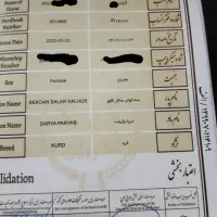 مادیون کرد۱ شناسنامه دار|اسب و تجهیزات اسب‌سواری|قم, امامزاده ابراهیم|دیوار