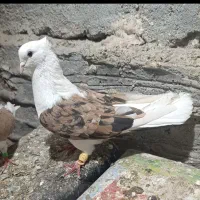 ماده شو زرد