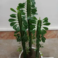 گلهای زیبا خانگی|گل و گیاه طبیعی|مرند, |دیوار