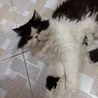 گربه‌ی پرشین