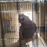 عروس هلندی|پرنده|قرچک, زیبا شهر|دیوار