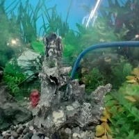 آکواریوم|ماهی|قم, علی آباد سعدگان|دیوار