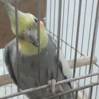 اکشن فیگور بده طوطی عروس ببر