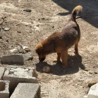 سگ پا کوتاه