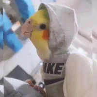 عروس نر دستی با قفس 1032