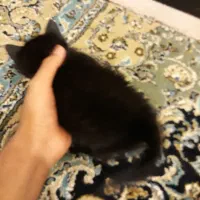 خیلی گربه باهوش زرنگ هست