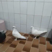 کبوتر|پرنده|کرج, پیشاهنگی|دیوار