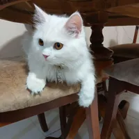 گربه پرشین