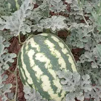 هندونه گرد منطقه چنانه