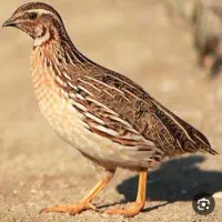 بلدرچین نر بالغ سالم با بلدرچین ماده عوض میکنم