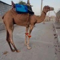 شتر