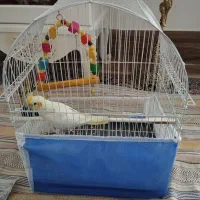 عروس هلندی دستی