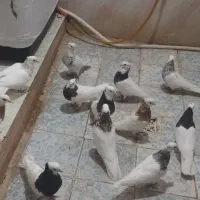 کبوتر توقی|پرنده|کارون, |دیوار