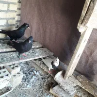 کبوتر برای فروش|پرنده|شادگان, |دیوار