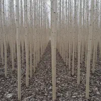 عرضه نهال صنوبر اقتصادی برای کاشت در حجم بالا
