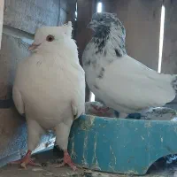کفتر