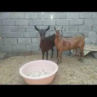 بزپچی درجه یک