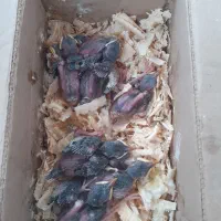 جوجه مینا افغانی