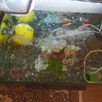 قناری آکواریوم شرکتی معاوضه با قناری نر|ماهی|همدان, |دیوار