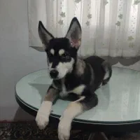 فروش سگ اصیل ونژاد دار