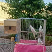 دوعدد عروس ماده البینو بالغ سفید پاک