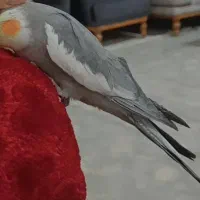 عروس هلندی گمشده