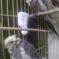 عروس هلندی|پرنده|گلستان (تهران), |دیوار