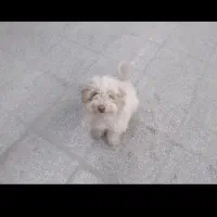 قبول سرپرستی سگ شیتزو یا پودل