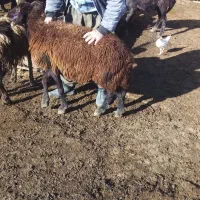 فروش گوسفند ماده|حیوانات مزرعه|محمدبار, |دیوار