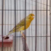 قناری نر بخون